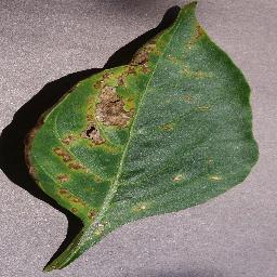 Pepper Bacterial Spot