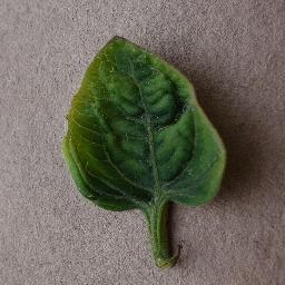 Tomato Leaf Curl